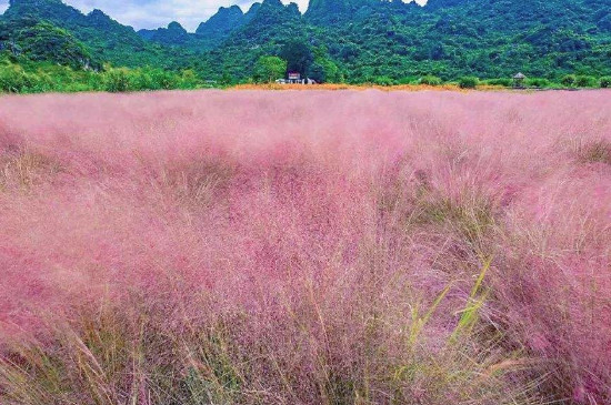 粉黛的花期有多长