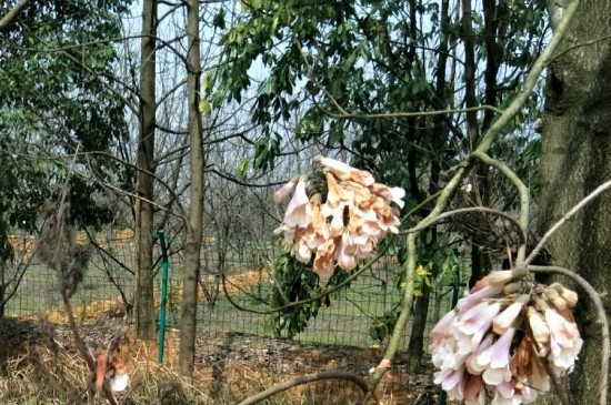 紫花泡桐的花能吃吗