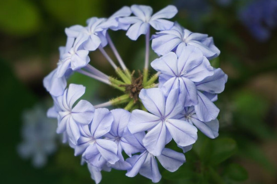 蓝花丹的花语是什么