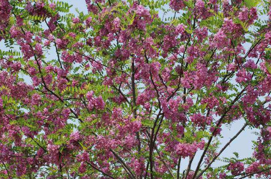 香花槐如何育苗