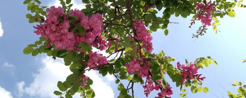 香花槐几年开花