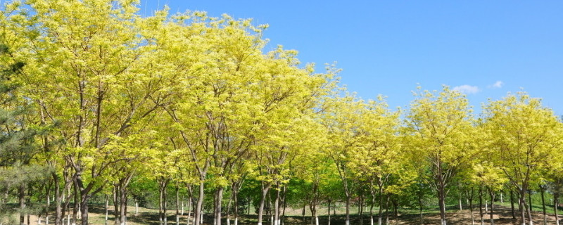 国槐是裸子植物吗