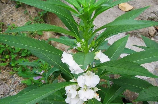 重瓣凤仙花怎么授粉