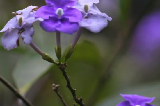 鸳鸯茉莉的花语和寓意