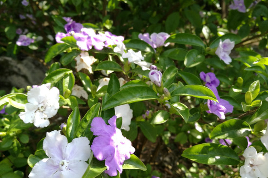 鸳鸯茉莉的花香有毒吗