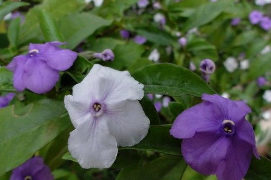 鸳鸯茉莉一年开几次花