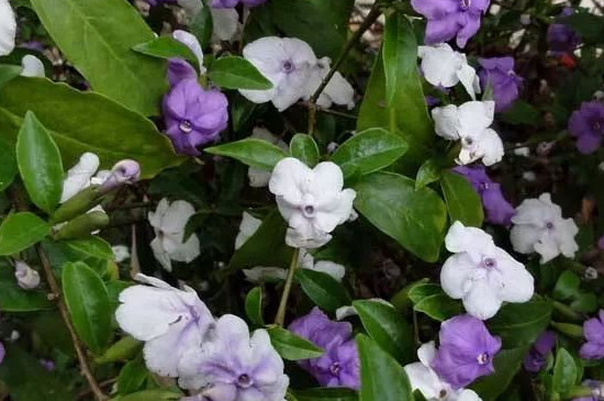 鸳鸯茉莉不开花是什么原因