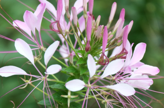 醉蝶花的花语