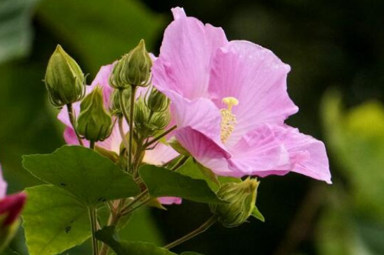 木芙蓉和芙蓉花的区别