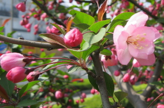 梅花从发芽到开花过程