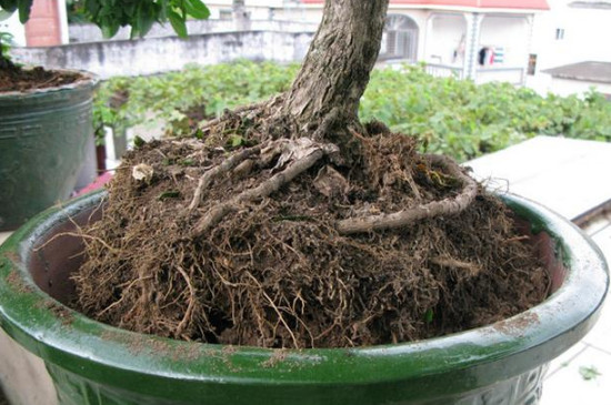 风化土种植盆景效果如何