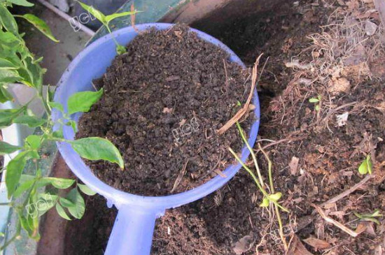 风化土种植盆景效果如何