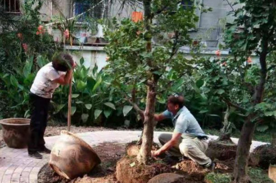 园林工人移栽植物时为什么要去掉一部分枝叶