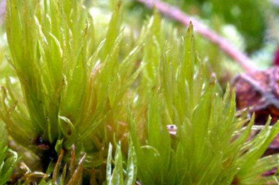 苔藓植物长不高是因为