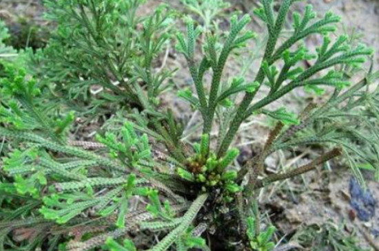 卷柏是裸子植物还是被子植物