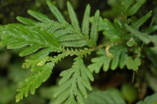 卷柏是裸子植物还是被子植物