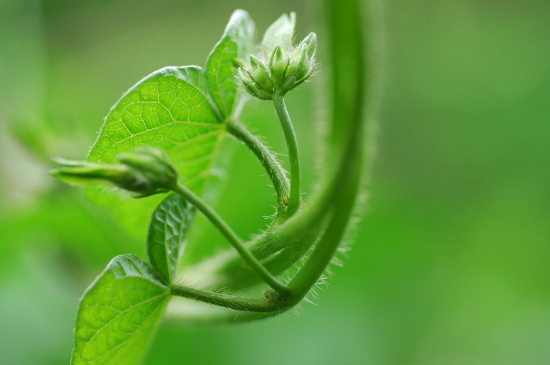 植物的根有什么作用?