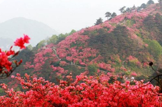 映山红的寓意和象征