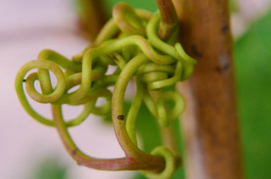 植物六大器官是什么