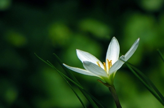 白兰花叶子有锈斑发黄掉叶子怎么办