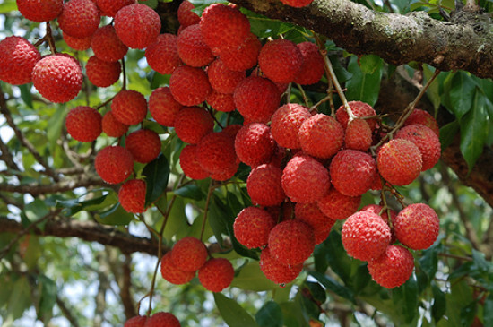 桂味荔枝打什么药催花