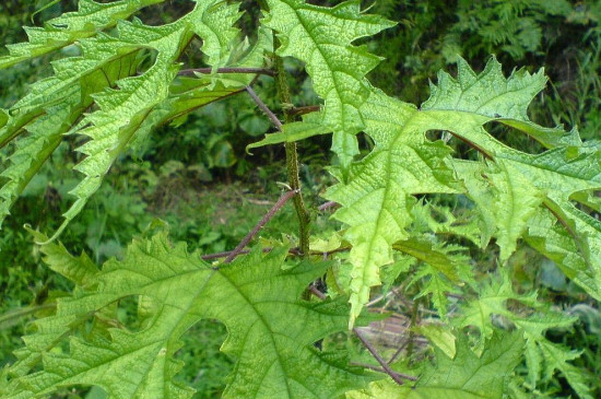 麻是什么植物