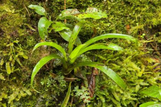 苔藓植物和蕨类植物的相同点和不同点