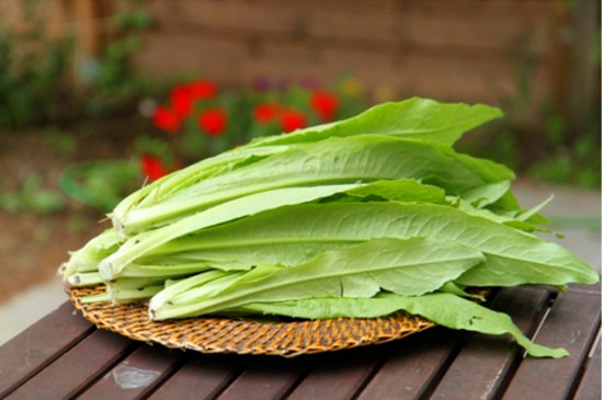 生菜的种植方法和时间