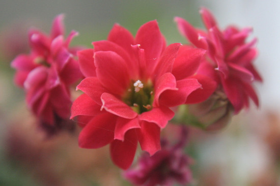 12月份长寿花还没有花苞怎么办