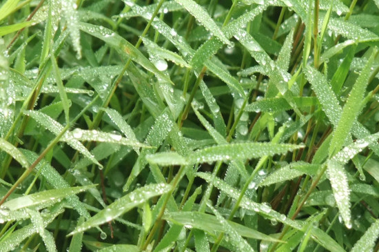 植物生长三大必要条件