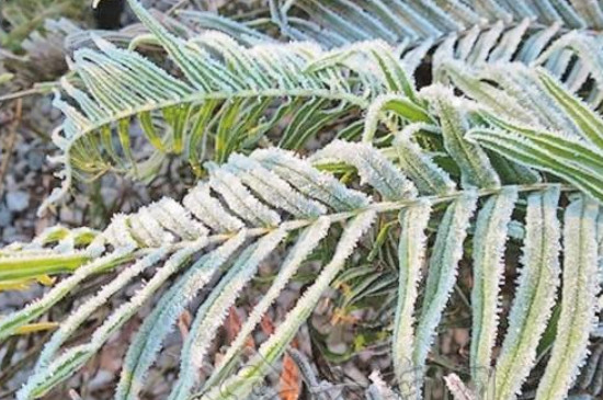 植物叶子冻伤了怎么办