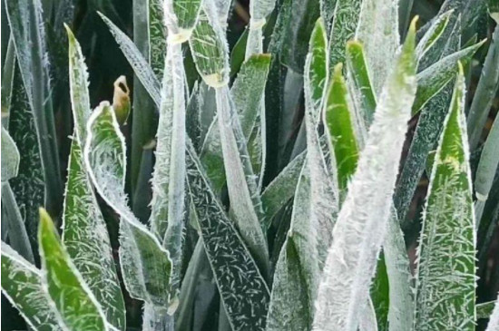 冻伤的植物怎么处理