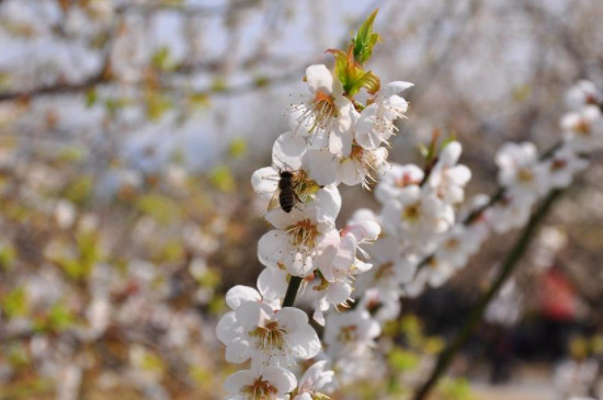 广州梅花什么时候开花