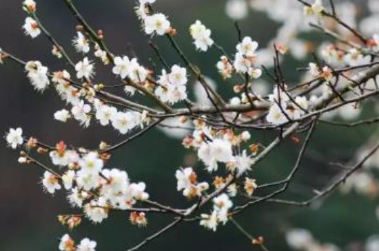 广州梅花什么时候开花