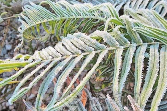 北方上冻后植物还能浇水吗