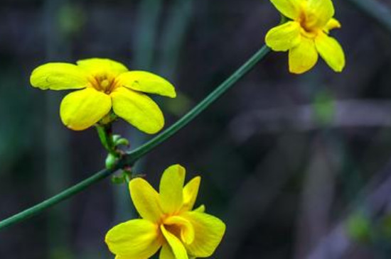 立春的代表花是什么花