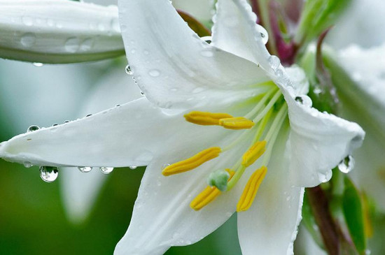 百合花适合放在卧室吗