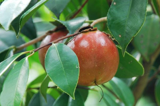 油茶苗品种