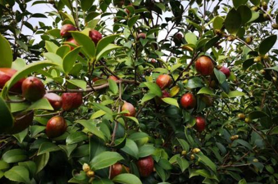 油茶苗品种