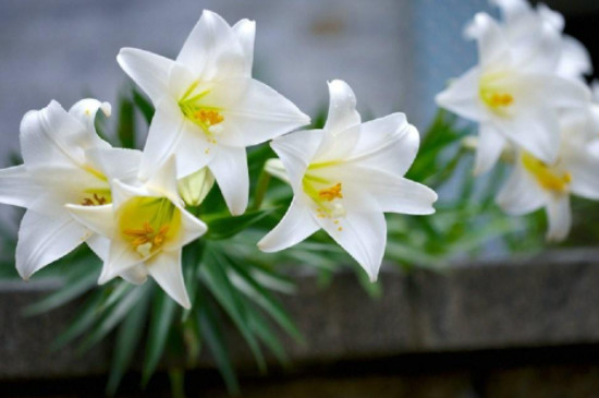 百合花语和寓意是什么意思