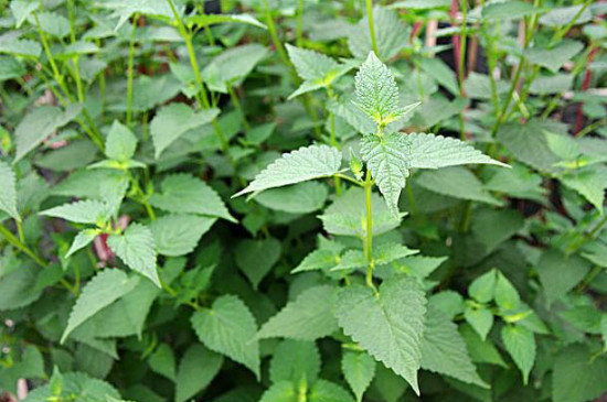 霍香的种植方法和种植时间