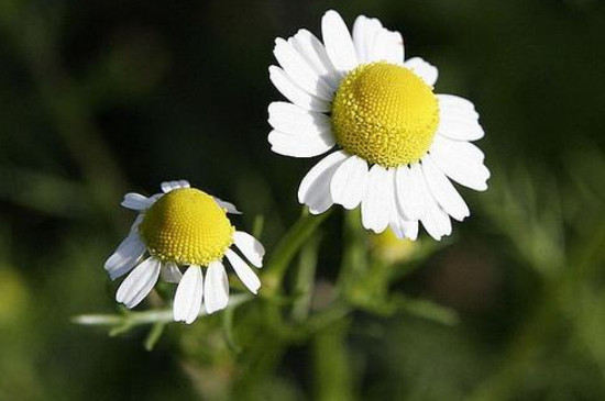 重瓣洋甘菊的花语和寓意