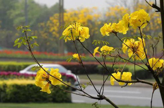 黄风铃花的花语和寓意