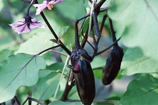 茄子移栽时间、方法及注意事项