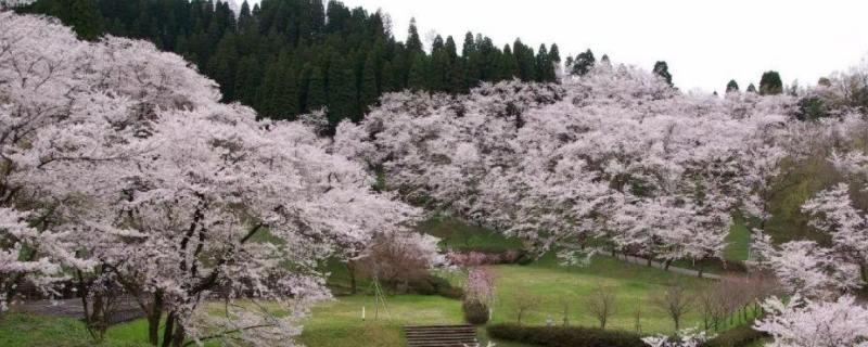 染井吉野是早樱还是晚樱