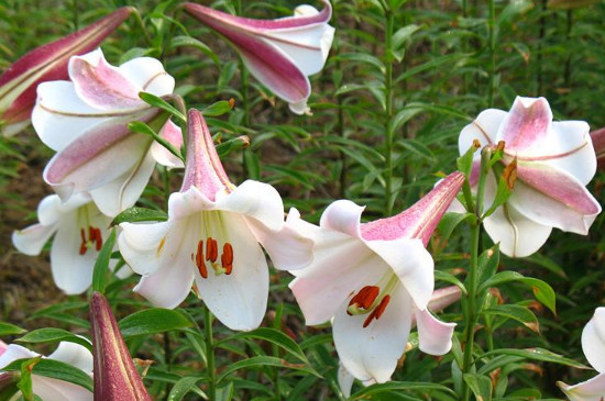 百合不挖第二年会发芽吗