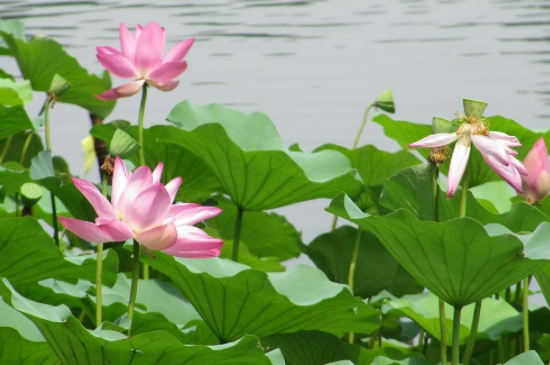 无土碗莲的种植方法水培