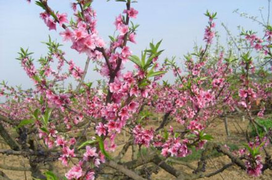 桃树落花后能浇水吗