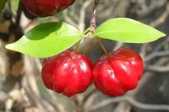 灯笼果种植时间和方法