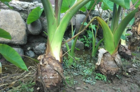 芋头要种植深还是浅